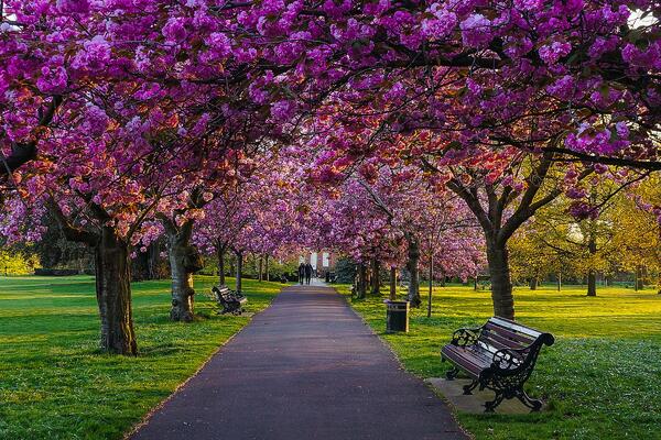 Деревья жизни